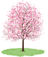 Cherry blossoms