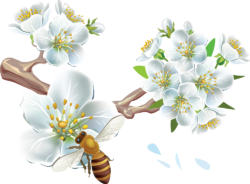 Apple tree branches in bloom