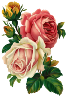 Vintage Roses