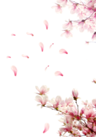 Sakura Flowers