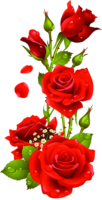 Flowers, beautiful roses