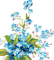 Bouquet of forget-me-nots