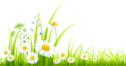 Daisies, flowers