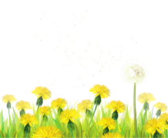 Dandelions flowers