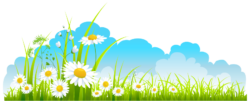 Glade with daisies