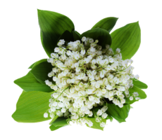 Bouquet of lilies of the valley, top view