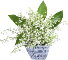 Lily of the Valley May