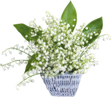 Lily of the Valley May