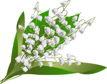 Lily of the valley, flower