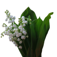 Lily of the valley, flower, bouquet