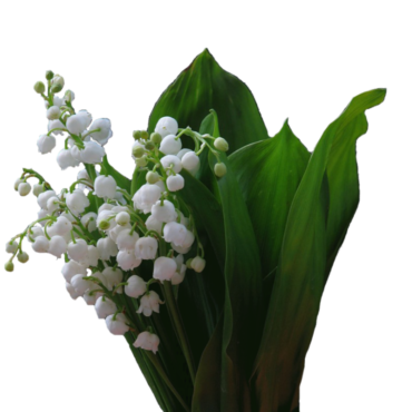 Lily of the valley, flower, bouquet