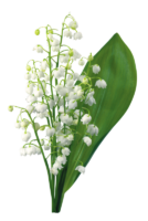 A sprig of lily of the valley
