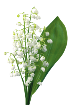 A sprig of lily of the valley