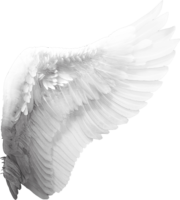 Angel’s Wing
