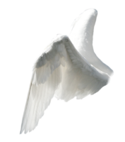 Angel wings from the side