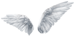 Angel wings on the background