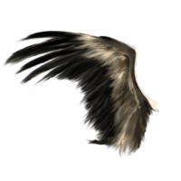 The wings of a fallen angel
