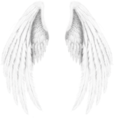 Beautiful white wings