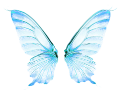 Butterfly wings