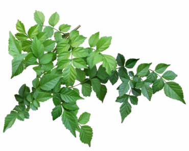 A branch with leaves