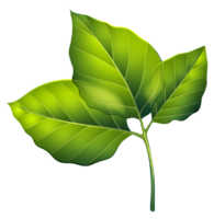 Green leaf