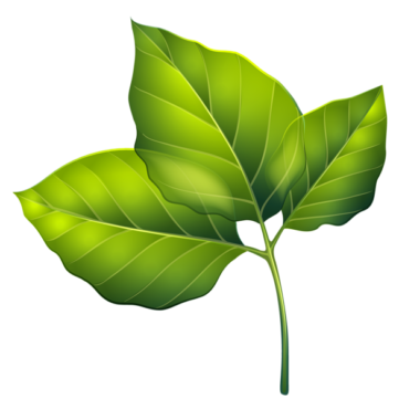 Download PNG Green leaf - Free Transparent PNG
