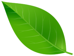Green leaf, tree