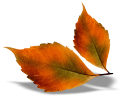 Autumn leaf