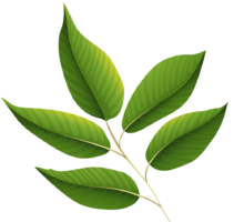 Leaves, plant, tree