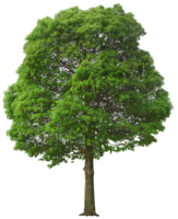 Green Tree
