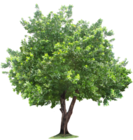 Green tree, leaves