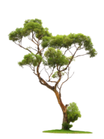 Pine tree