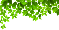Leaves, twig, greenery