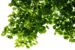Leaves, branches