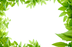 Leaves, frame, greenery