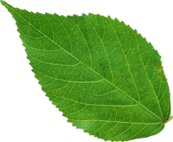 Leaf