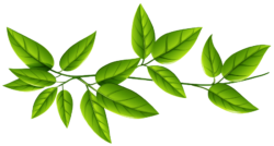 Clipart leaves