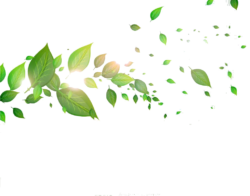 Leaves, wind, green