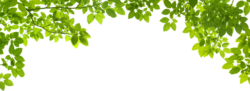 Branches with leaves