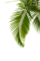 Palm leaves