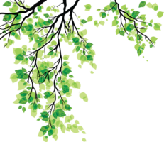 Plant, green leaves
