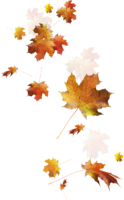 Maple Leaf