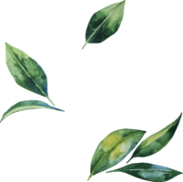 Watercolor leaves