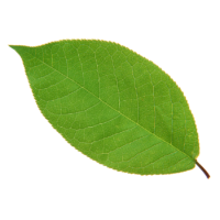 Cherry leaves