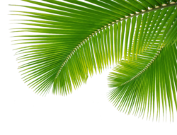 Palm leaves, palm tree