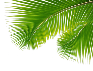 Palm leaves, palm tree