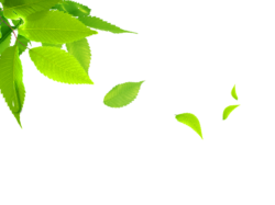 Leaves, wind, branch