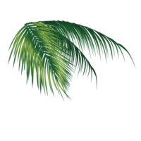 Leaf, palm tree
