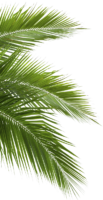 Leaf, palm, tree