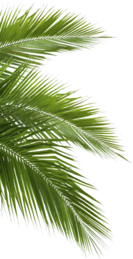 Leaf, palm, tree
